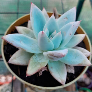 Echeveria Mexican Giant