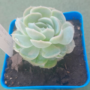 Echeveria Mexican Rose