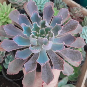 Echeveria Neon Breakers