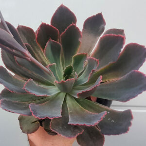 Echeveria Neon Breakers