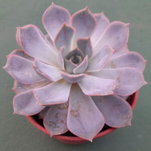 Echeveria Orion