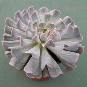 Echeveria Pinwheel Revolution