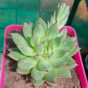 Echeveria Rain Star