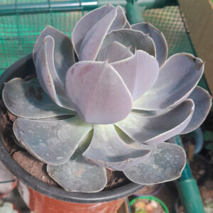 Echeveria Rosa Norteña