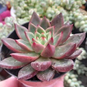 Echeveria Scorpion