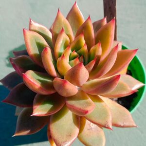 Echeveria Scorpion