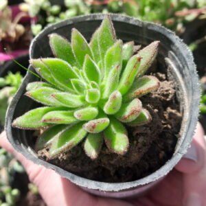 Echeveria Set Oliver