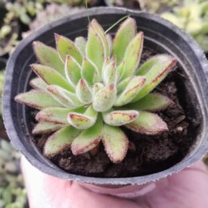 Echeveria Set Oliver