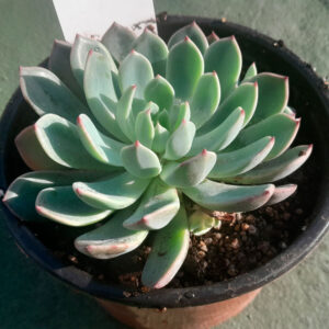 Echeveria Sitifukumiama