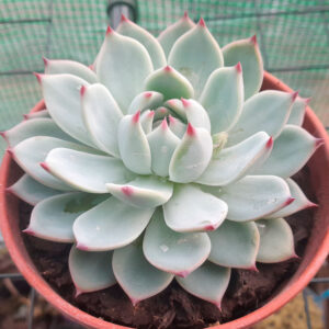 Echeveria chihuahuaensis