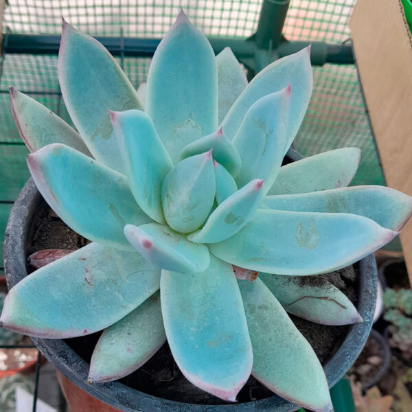 Echeveria colorata