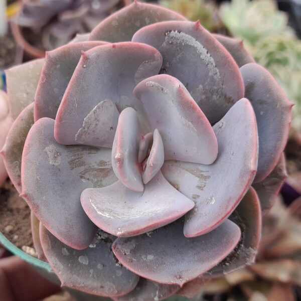 Echeveria dusty rose