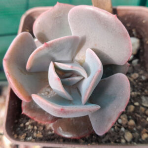 Echeveria dusty rose