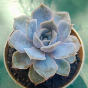 Echeveria fiona