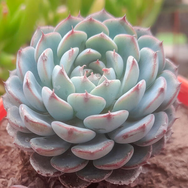 Echeveria globulosa