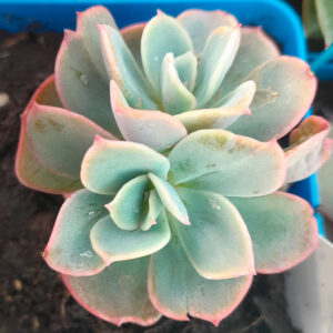 Echeveria lexus