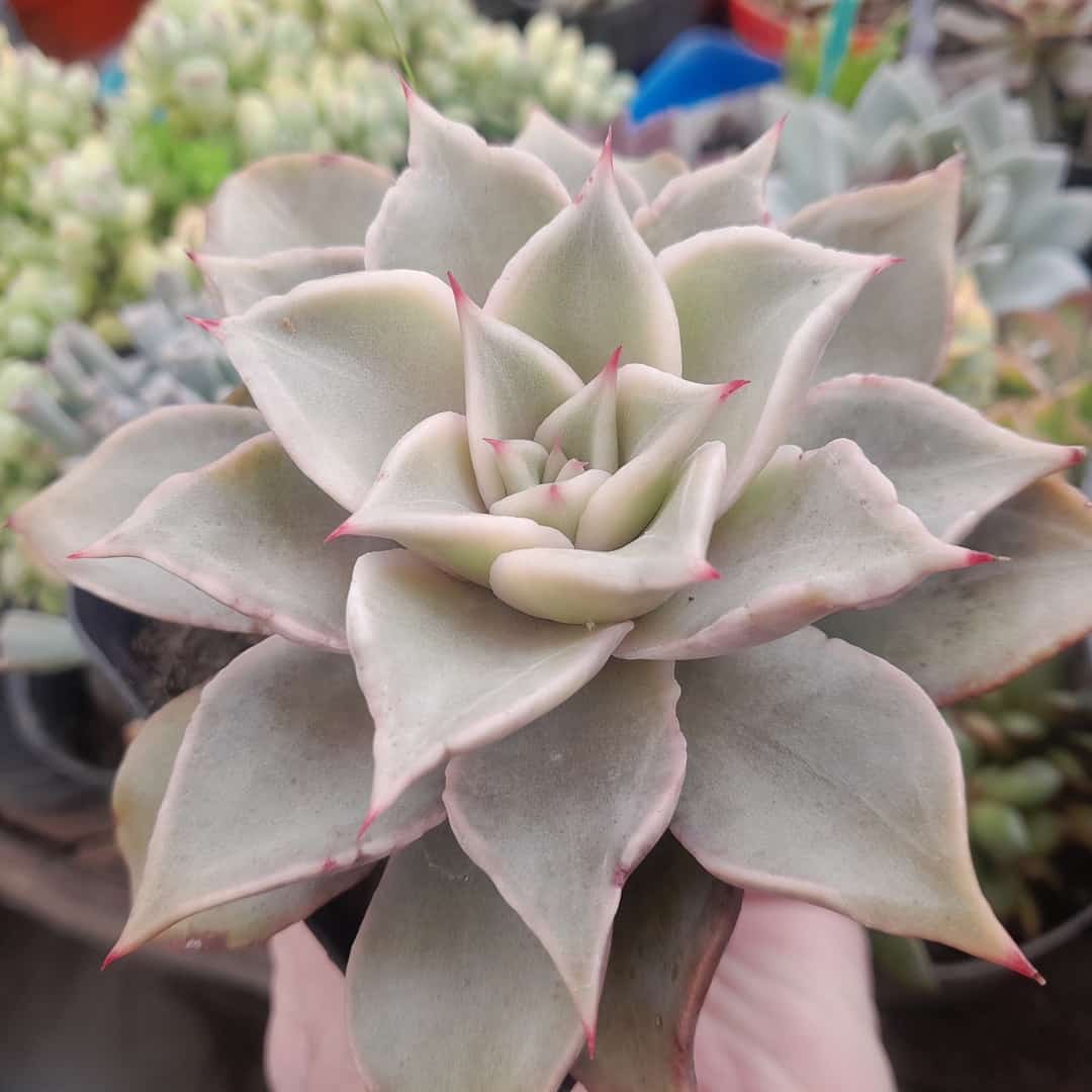 Echeveria madiba