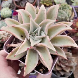 Echeveria madiba