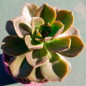 Echeveria melaco