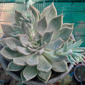 Echeveria Mensa