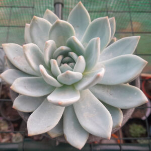 Echeveria Monroe