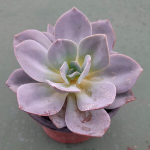 Echeveria Nivea