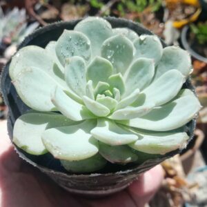 Echeveria raffine