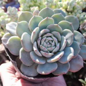 Echeveria raffine