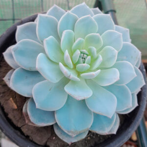 Echeveria raffine