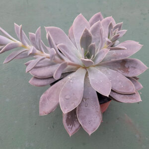 Echeveria Sumi-e