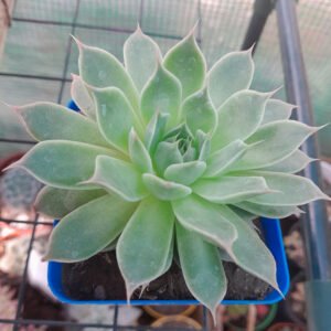 Echeveria sweet flame