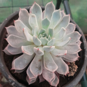 Echeveria texensis