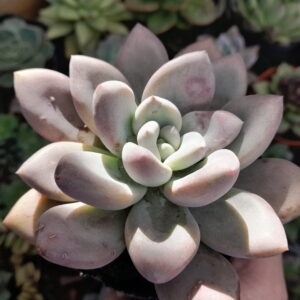 Graptoveria Opalina