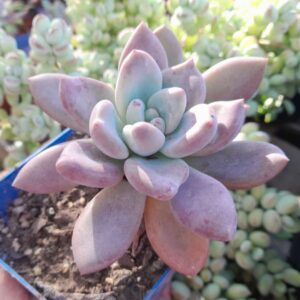 Graptoveria Opalina