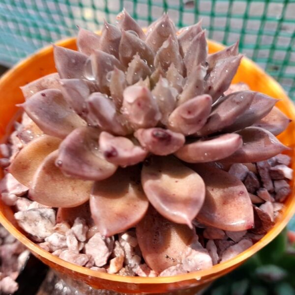 Graptopetalum Hermes