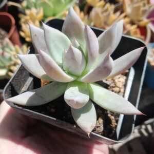 Echeveria Mexican Giant