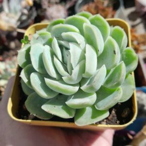 Echeveria Mexican Rose