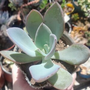 Echeveria Nivea