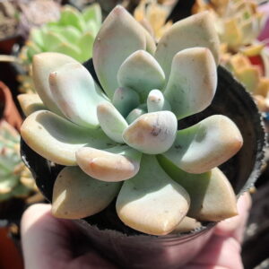 Graptoveria Opalina