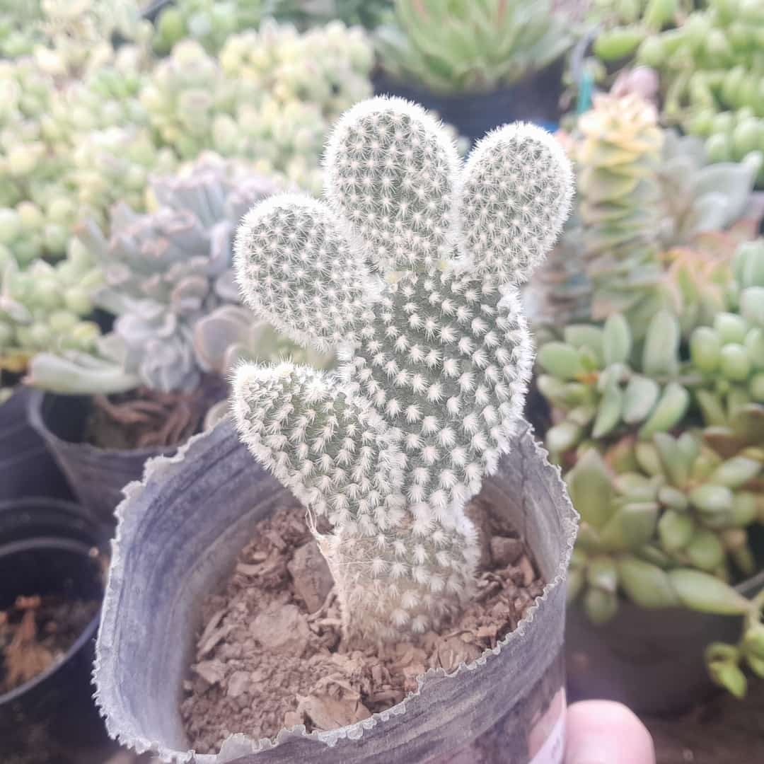 Opuntia Microdasys