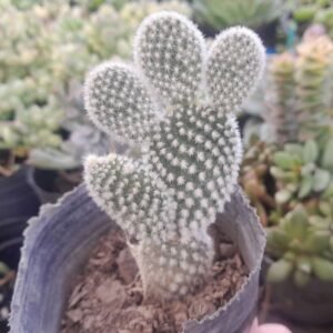 Opuntia Microdasys