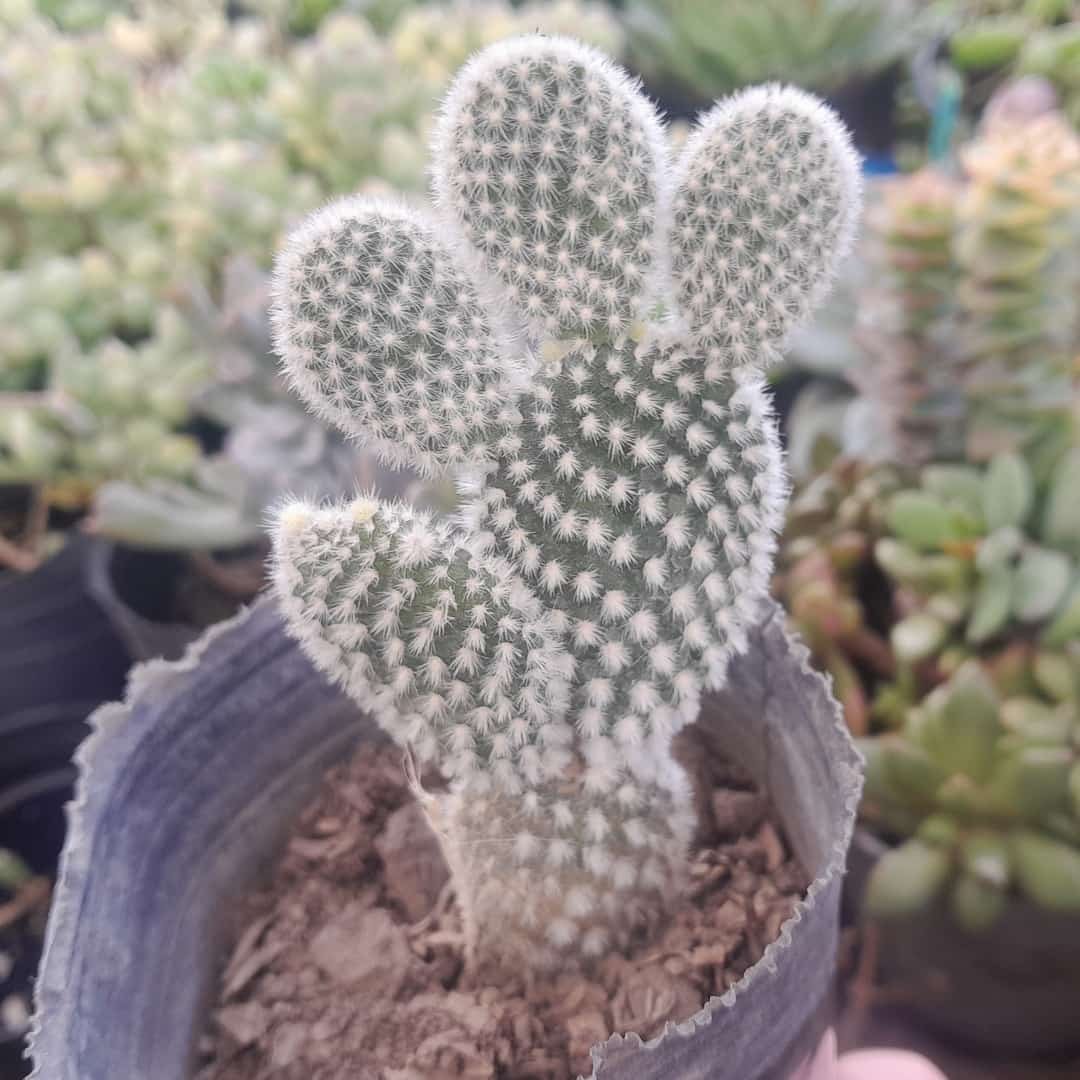 Opuntia Microdasys