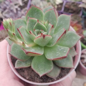 Echeveria Paso Doble