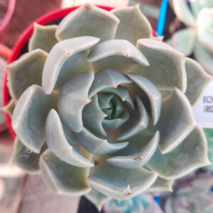 echeveria iron fist