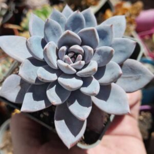 Graptoveria Lulu