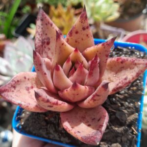 Echeveria Agavoides Romeo