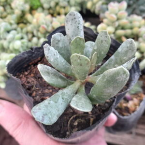 Adromischus Cooperi