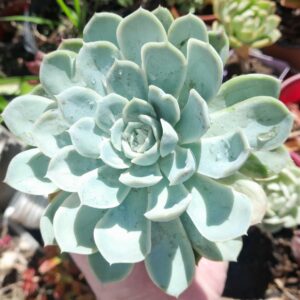 Echeveria Alfred