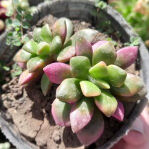 Anacampseros telephiastrum
