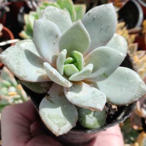 Echeveria Germany Champagne